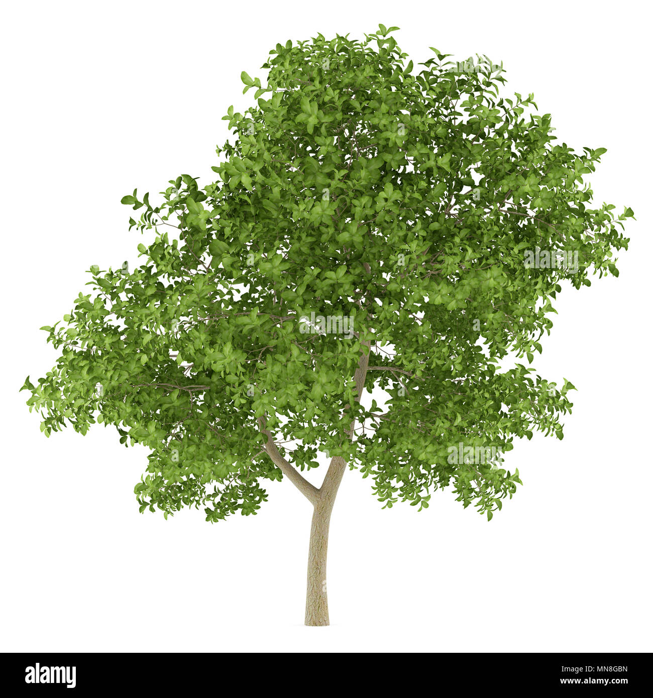 Apple Tree auf weißem Hintergrund. 3D-Darstellung Stockfoto