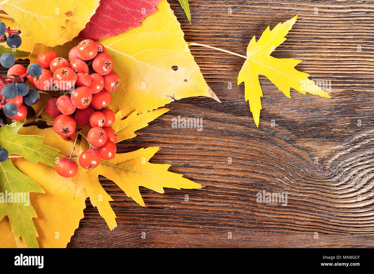 Herbst Hintergrund mit gelben Blättern und roten reifen Beeren Stockfoto