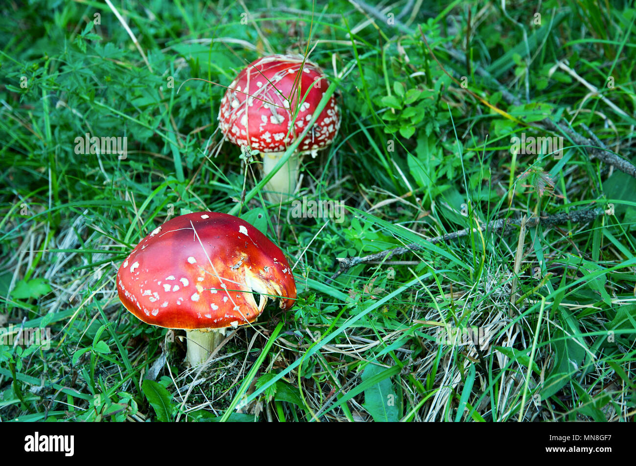 Amanita giftigen Pilze in der Natur. Zwei rote Pilze im grünen Gras. Stockfoto