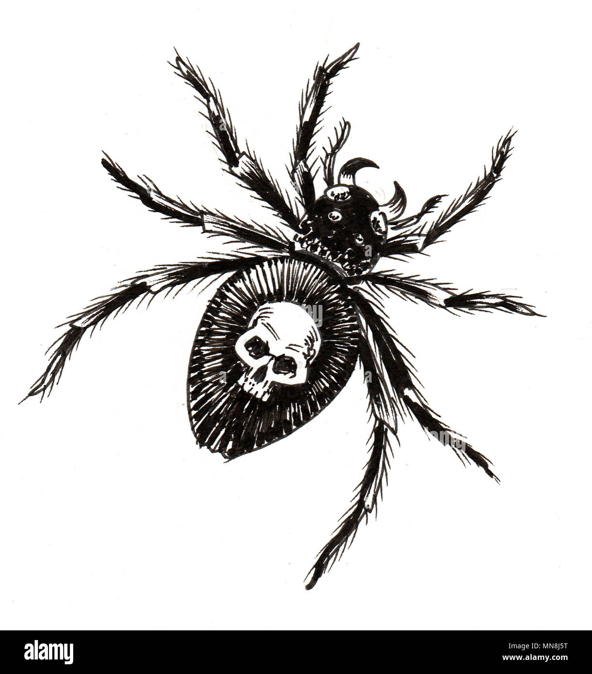 Tinte schwarz-weiss Zeichnung einer giftigen Spinne Stockfotografie - Alamy