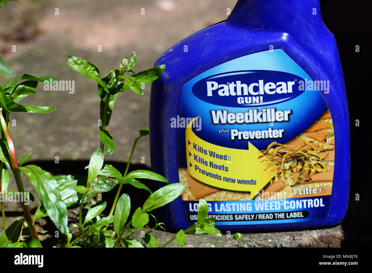 Sprayflasche Pathclear Unkrautvernichtungsmittel mit einem Unkraut wächst auf einem Garten Weg, 14. Mai 2018, redaktionelle Inhalte Stockfoto