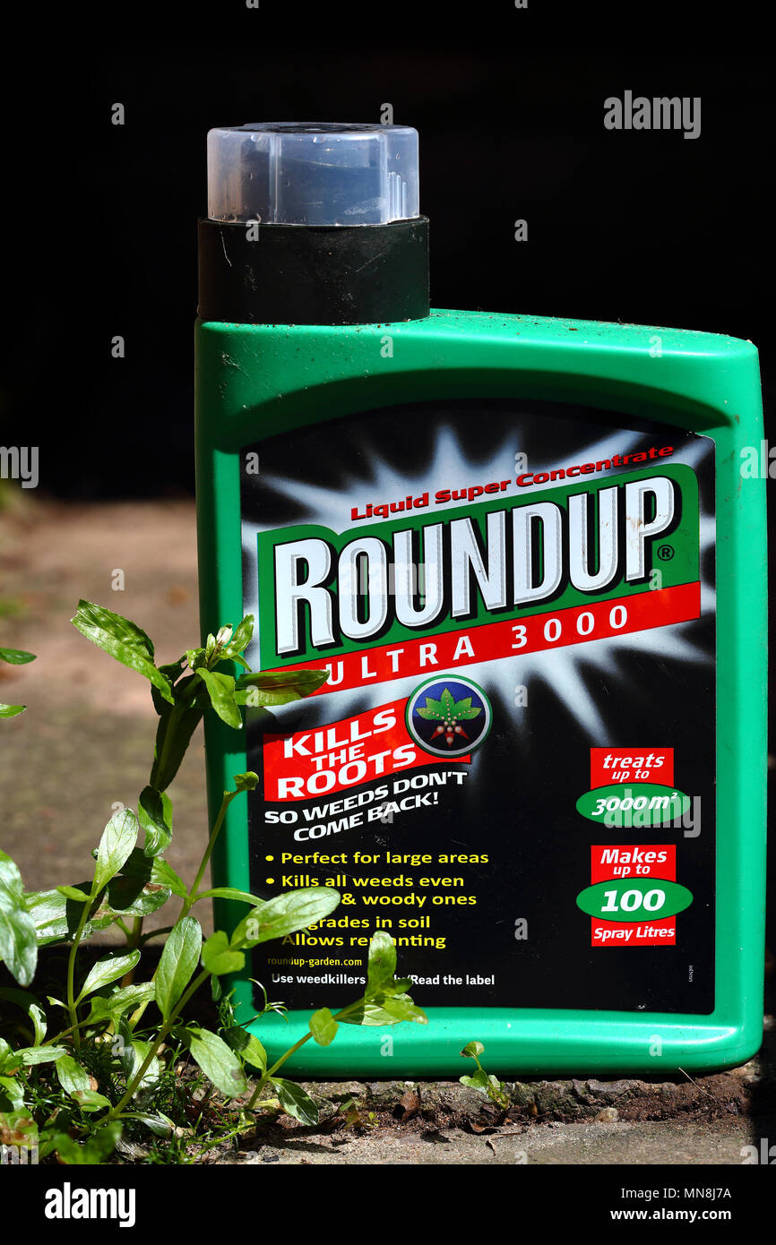 Flasche Roundup Ultra 3000 Unkrautvernichtungsmittel mit einem Unkraut wächst auf einem Garten Weg, 14. Mai 2018, redaktionelle Inhalte Stockfoto