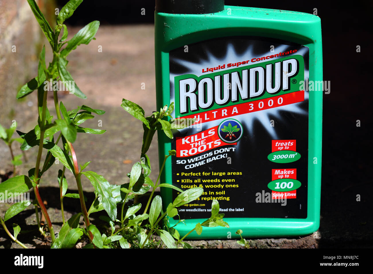 Flasche Roundup Ultra 3000 Unkrautvernichtungsmittel mit einem Unkraut wächst auf einem Garten Weg, 14. Mai 2018, redaktionelle Inhalte Stockfoto