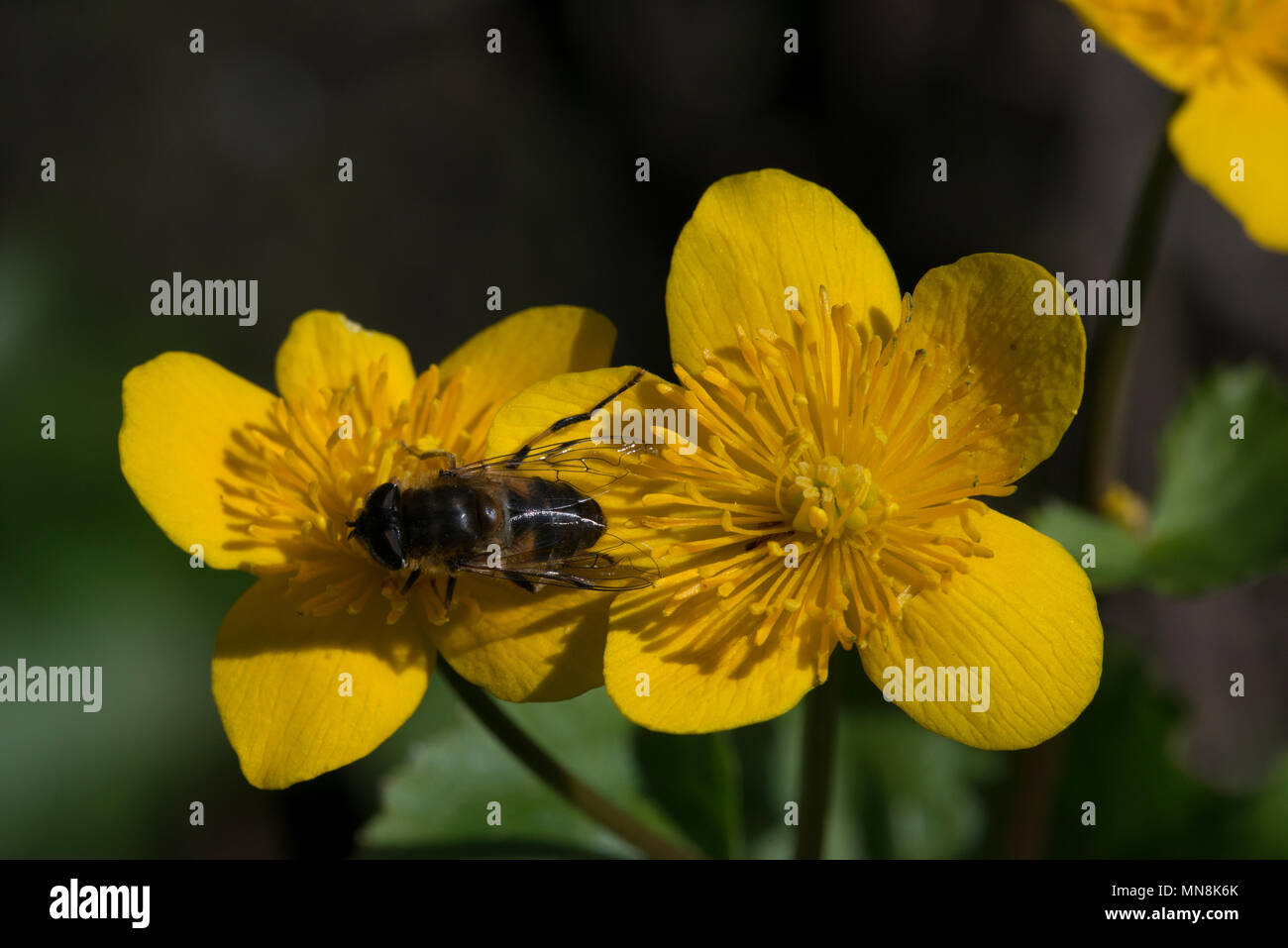 Sumpfdotterblume (Caltha palustris) mit der konischen Drohne Fliegen (Eristalis pertinax), Feder Stockfoto