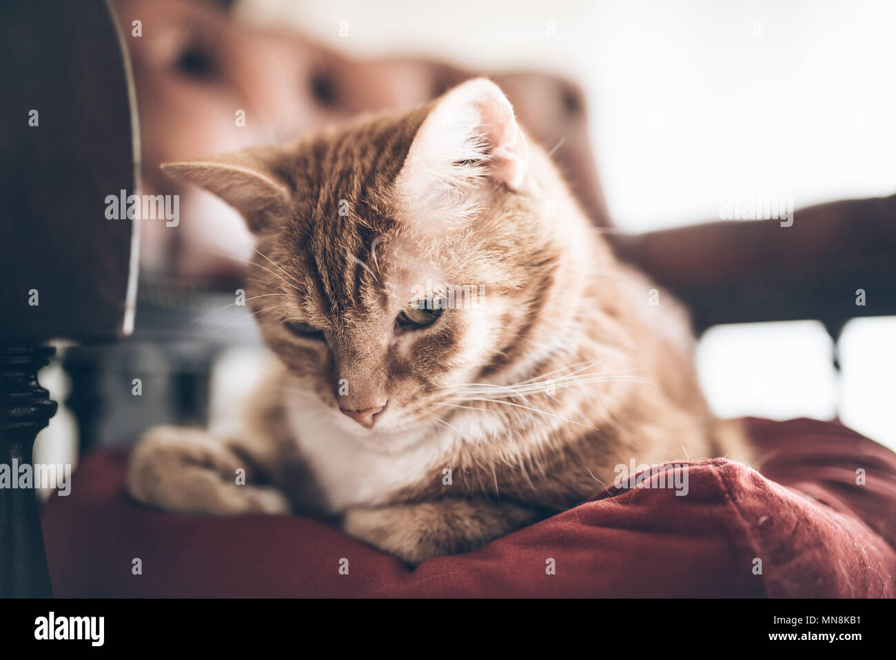 Ginger cat Entspannen auf Rot chesterfield Sessel Stockfoto