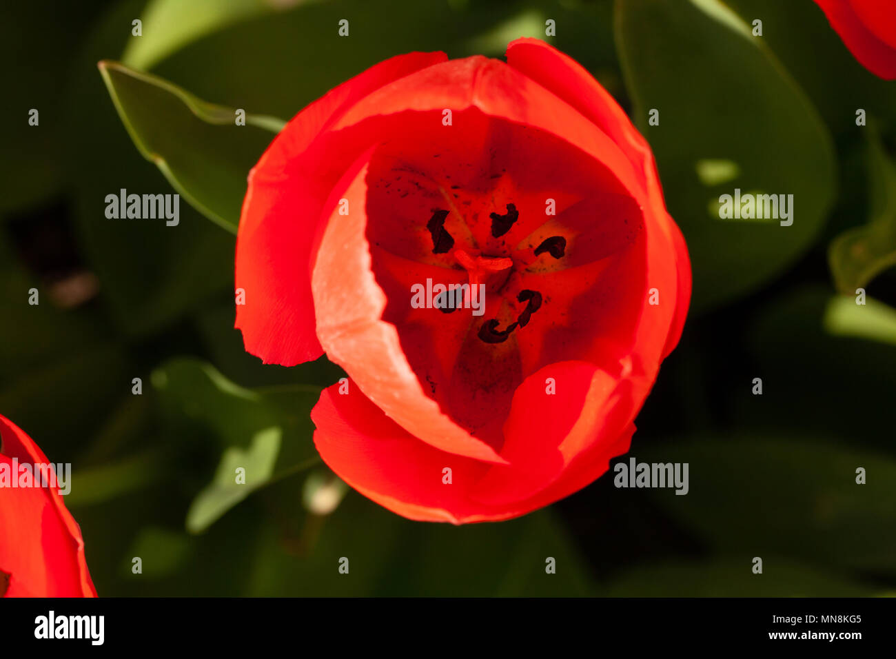 Tulpen Top View Stockfoto