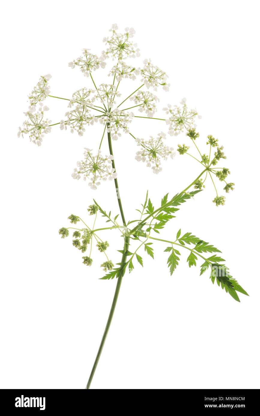 Wilde Kuh Petersilie oder Kerbel isoliert auf weißem Stockfoto