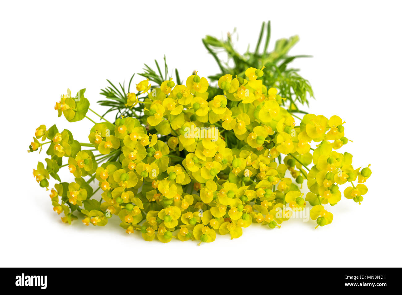 Zypressen Wolfsmilch (Euphorbia cyparissias) auf weißem Hintergrund Stockfoto