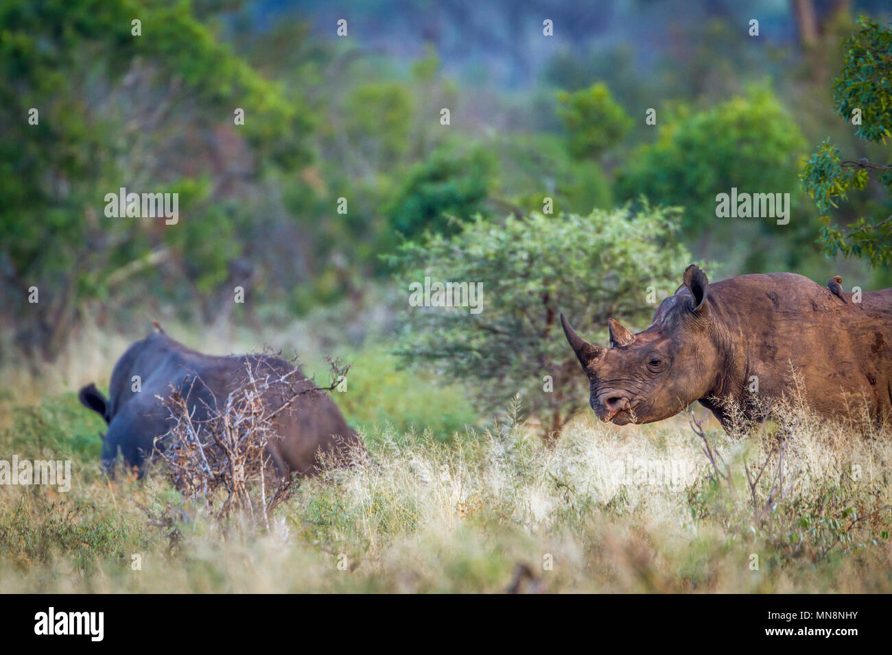 Schwarze Nashörner im Krüger National Park, Südafrika; Specie Diceros Bicornis Familie der Überfamilie Stockfoto