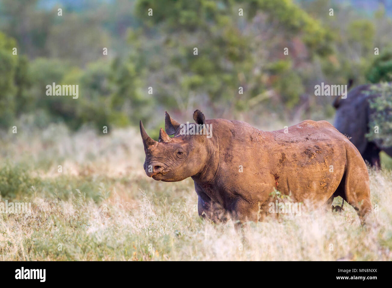 Schwarze Nashörner im Krüger National Park, Südafrika; Specie Diceros Bicornis Familie der Überfamilie Stockfoto