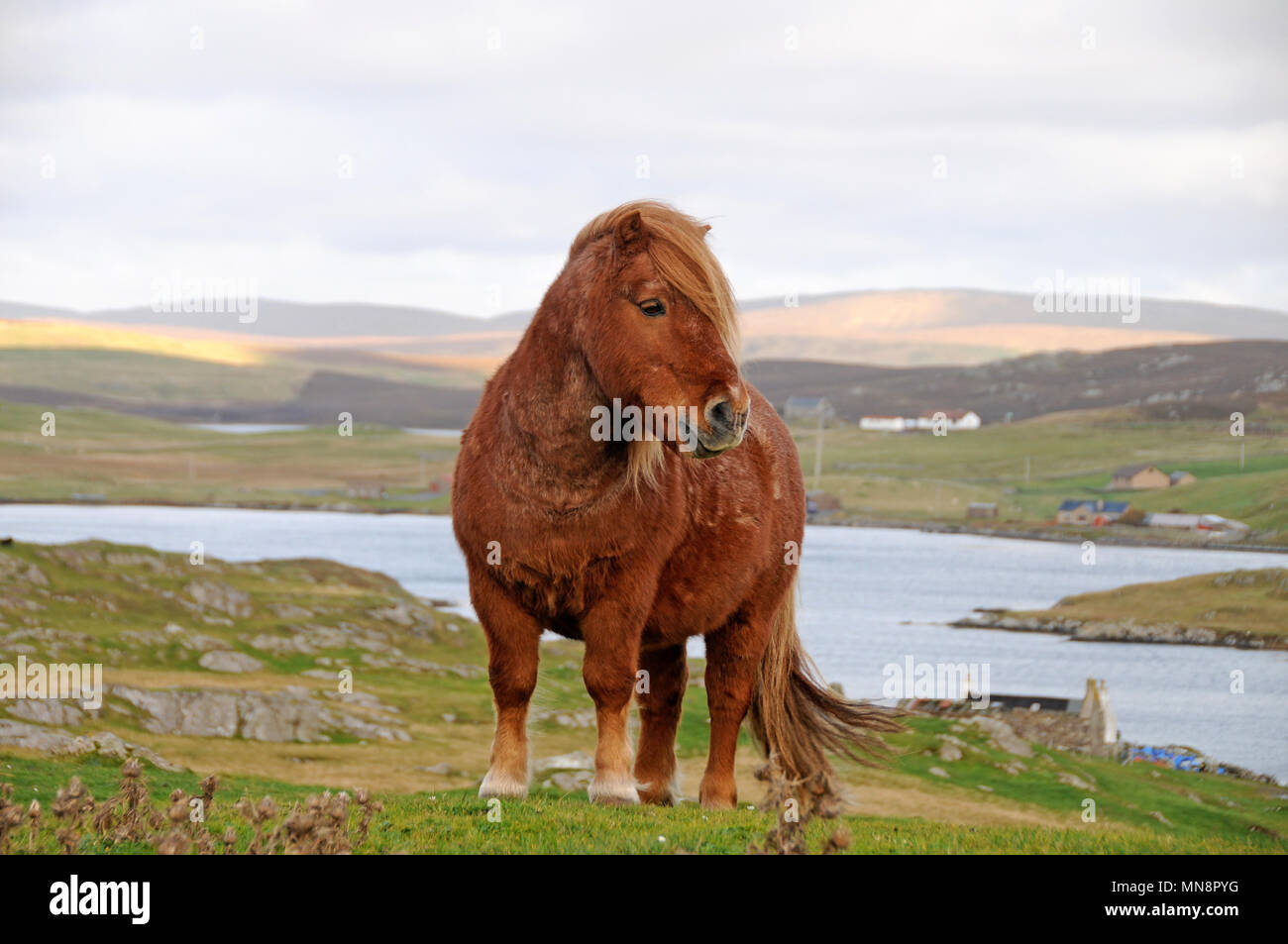 Einsame Shetland pony auf den Hügeln von Shetland Stockfoto