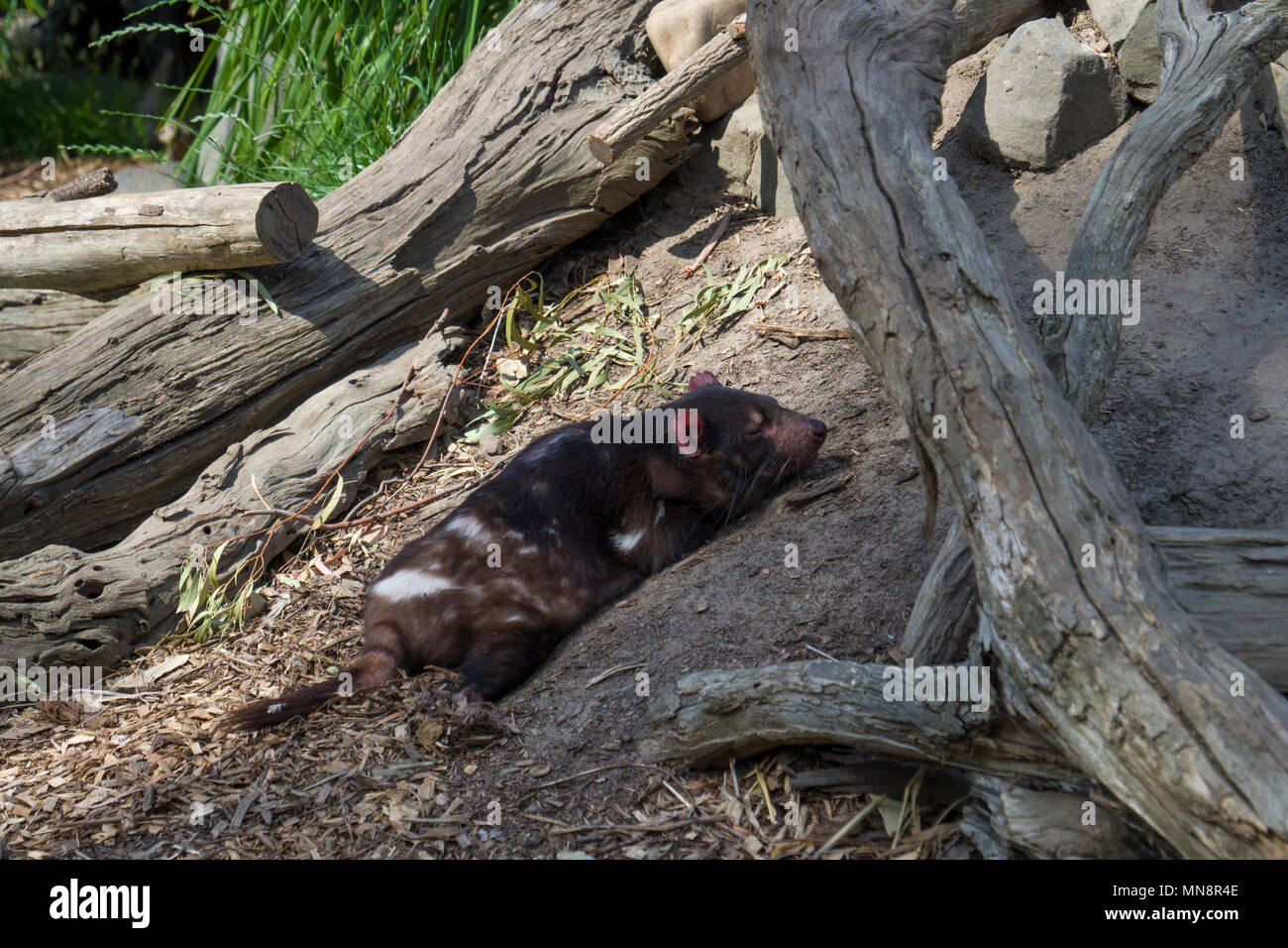 Tasmanische Teufel schlafend in seinem Gehäuse an Maru Koala- und Tierpark, Grantville, Victoria, Australien. Stockfoto