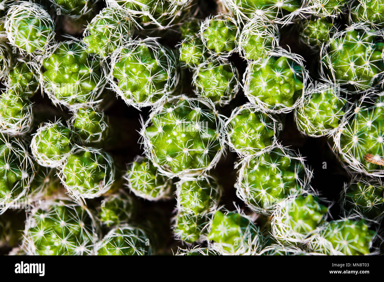 Kaktus Anlage spikes Nahaufnahme, Ansicht von oben Stockfoto