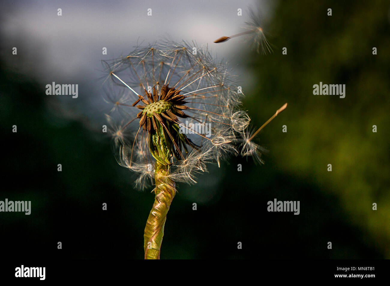 Löwenzahn Stockfoto