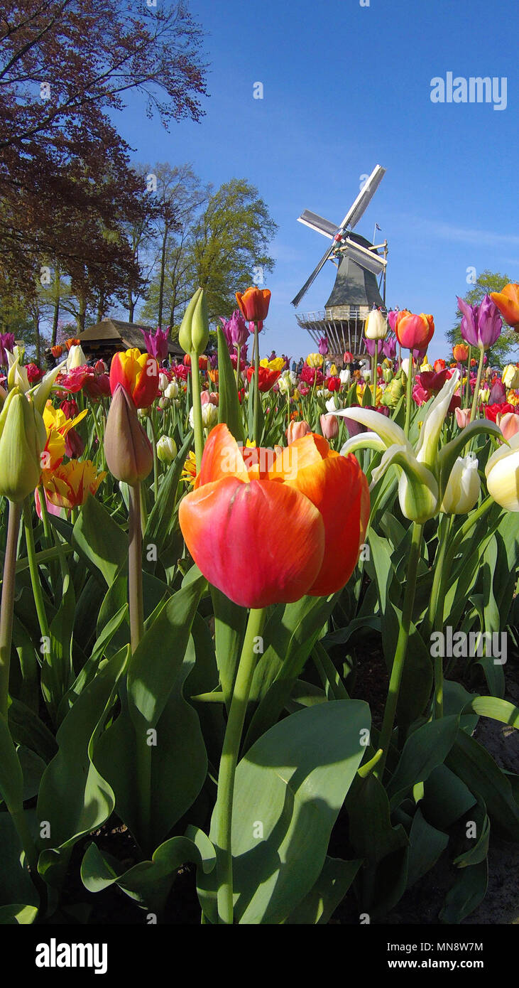 Keukenhof Gärten der berühmten Windmühle mit Frühling Tulpen in voller