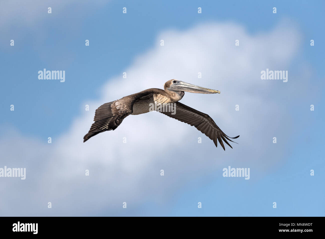 Braunpelikan (Pelecanus occidentalis) im Flug in der Nähe von Mahahual, Quintana Roo, Mexiko Stockfoto