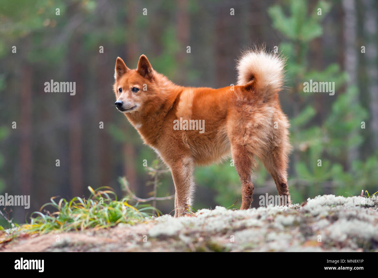 Jagdhund finnischer spitz auf den verschwommenen Hintergrund Stockfoto