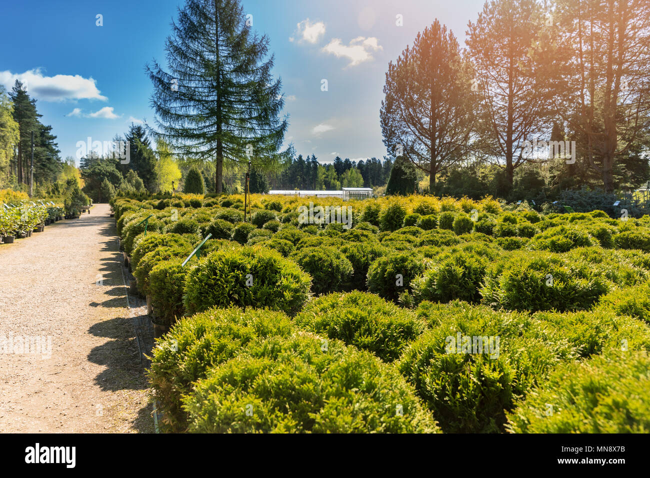 Nadelbäume in der Gärtnerei Stockfoto