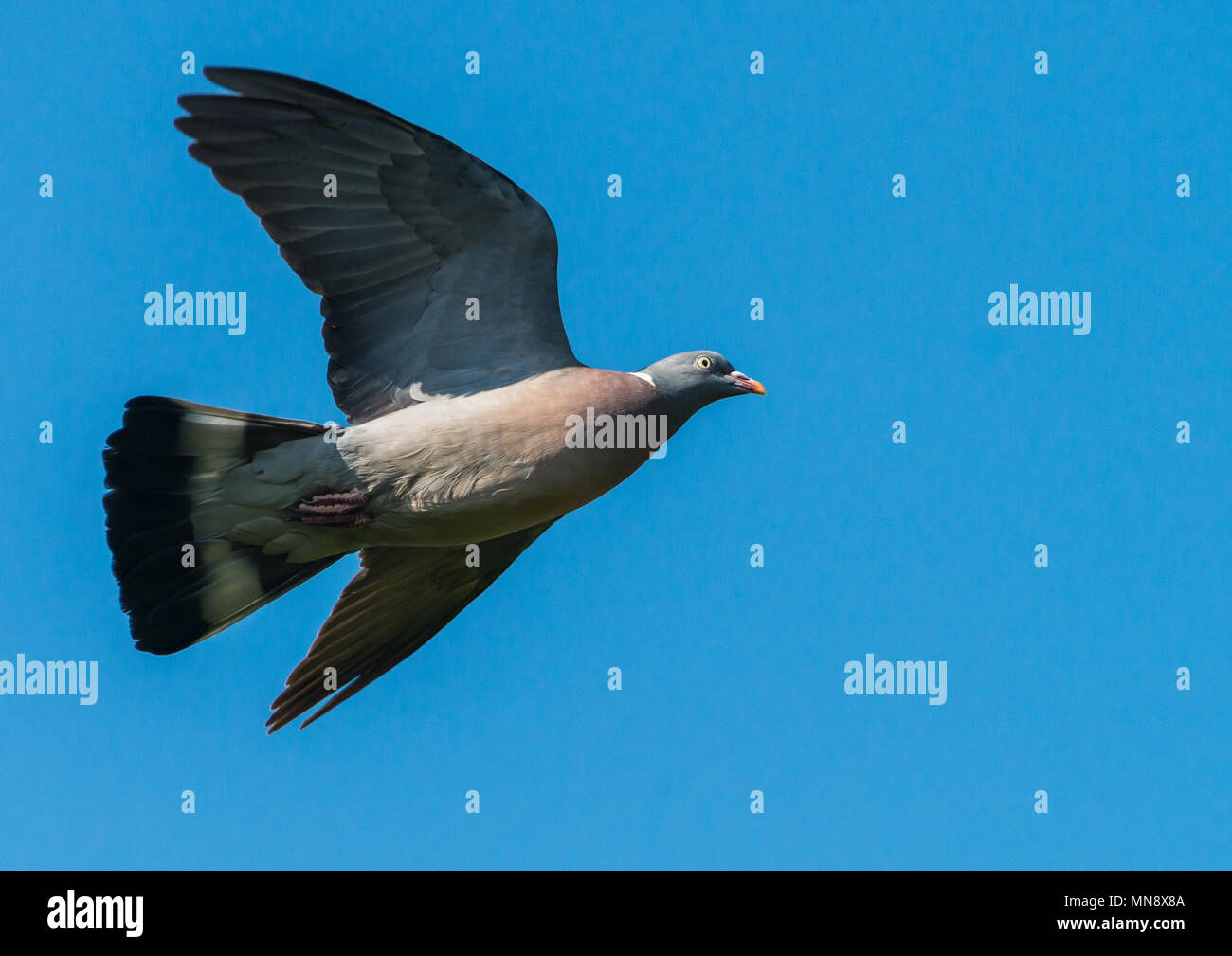 Ein Schuß einer ringeltaube durch einen blauen Himmel fliegen. Stockfoto