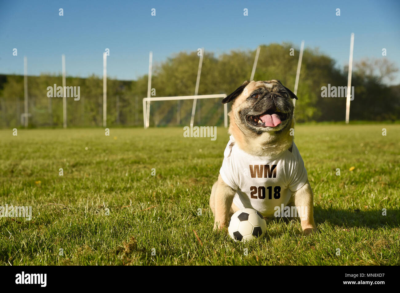 Kleiner Hund sitzt auf dem Fußballplatz. Der Mops trägt ein Trikot mit der Abkürzung für die Fußball-Weltmeisterschaft 2018. Er ist atte Stockfoto