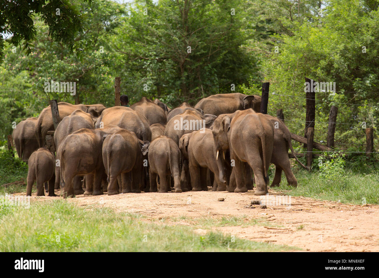 Elefanten push durch ein Tor am Udwawalawe Elephant Transit zu Hause Uwawalawe Nationalpark in Sri Lanka. Stockfoto