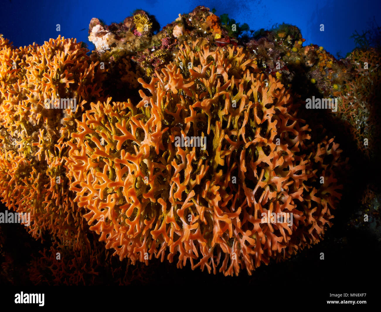 Unterwasseransicht der Bryozoa-Kolonien von Adeonella calveti in der Tiefe der Riffe der Insel Es Vedrá (Ibiza, Balearen, Mittelmeer, Spanien) Stockfoto