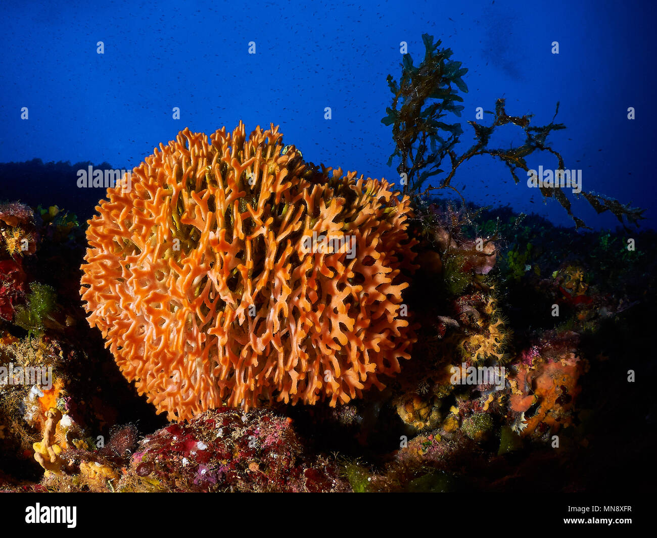 Unterwasseransicht einer Bryozoa-Kolonie von Adeonella calveti in der Tiefe der Riffe der Insel Es Vedrá (Ibiza, Balearen, Mittelmeer, Spanien) Stockfoto