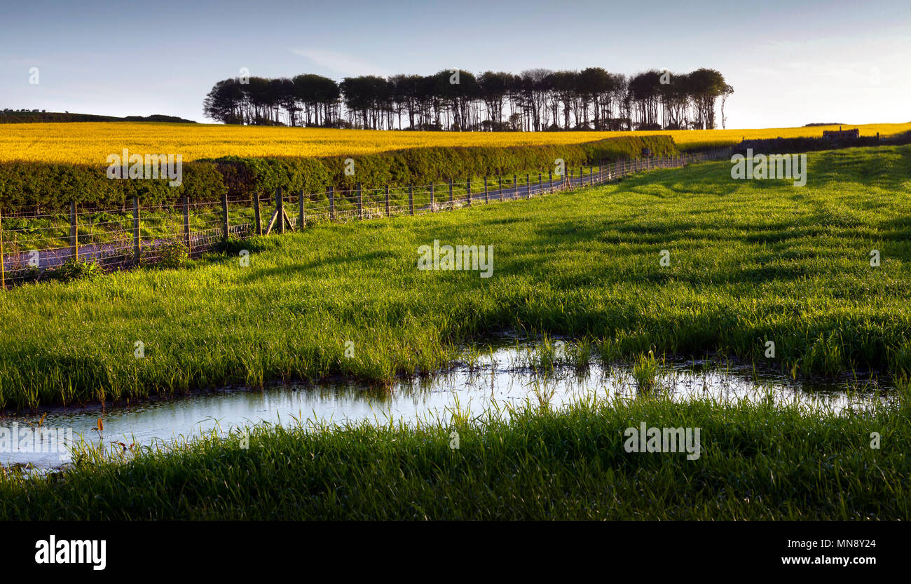 Raps Feld Wales Stockfoto