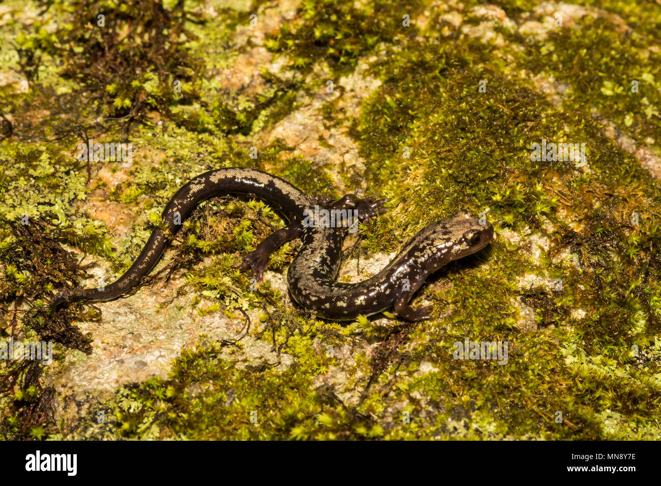 Gipfel der Otter Salamander (Plethodon hubrichi) Stockfoto