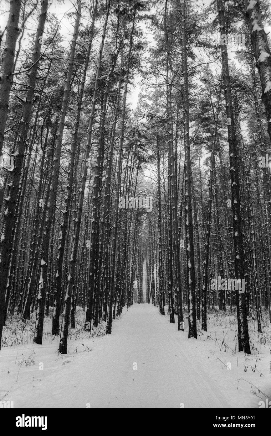 Winter Stimmung - Dezember Wald | 35 mm b&w film Scan - Achtung: Foto enthält echten Film grai Stockfoto
