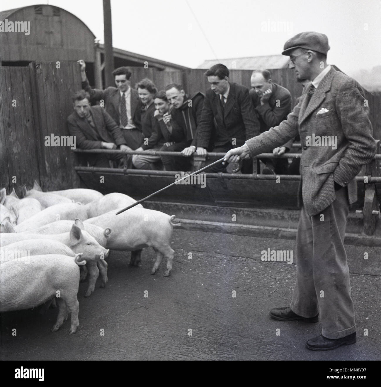 1950er Jahre, historische Bild zeigt eine Reihe von landwirtschaftlichen Studenten im Freien in einem schweinestall Farm, gezeigt wird, einen Wurf oder fuhr der junge Schweine von einem männlichen Lehrer. Im Anschluss an den Krieg in Großbritannien, wurden junge Menschen ermutigt, die Landwirtschaft zu geben. Stockfoto