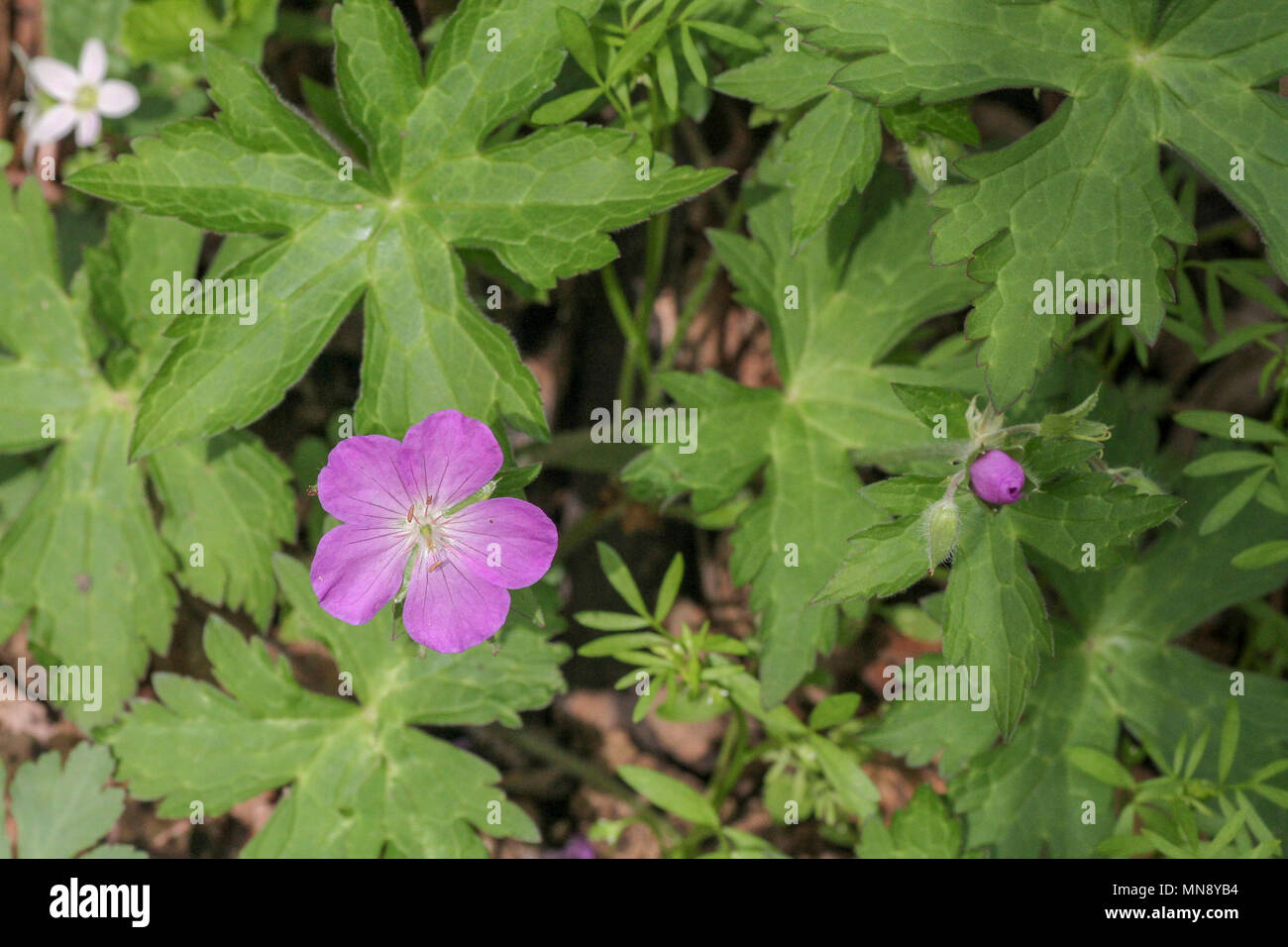 Wild geranium Wildflower bei Waschbär Creek State Park Stockfoto