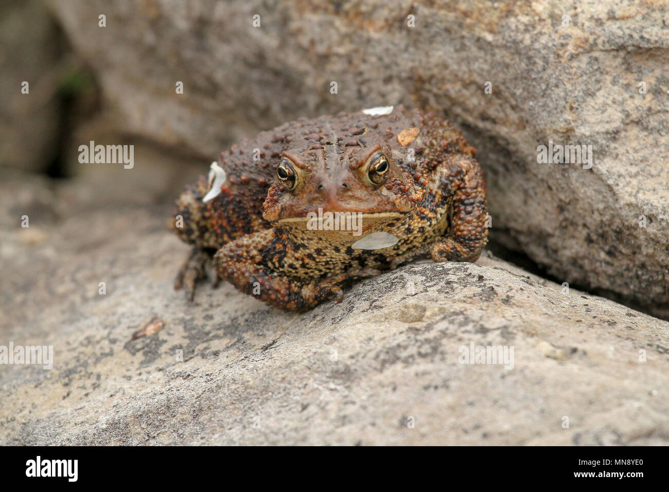 American toad suburban Teich in Pennsylvania Stockfoto