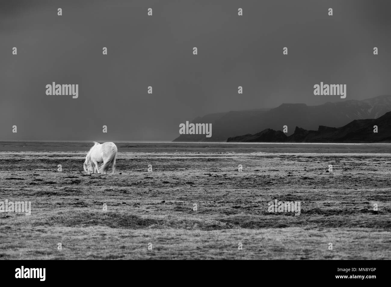 White Island pony vor der Berg und die sich schlechtes Wetter Stockfoto