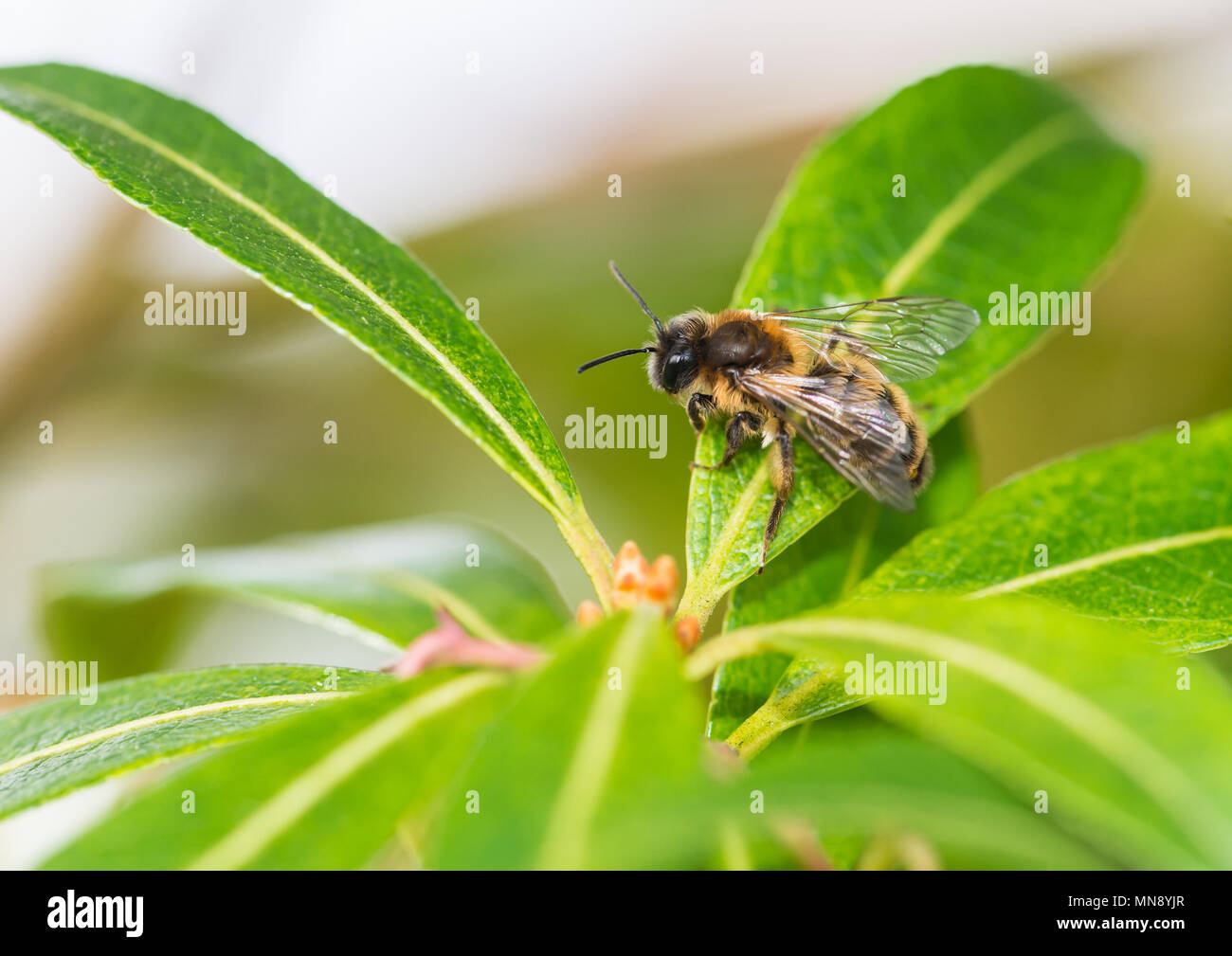 Eine kleine Biene ruht auf die Blätter des Waldes Flamme Bush. Stockfoto