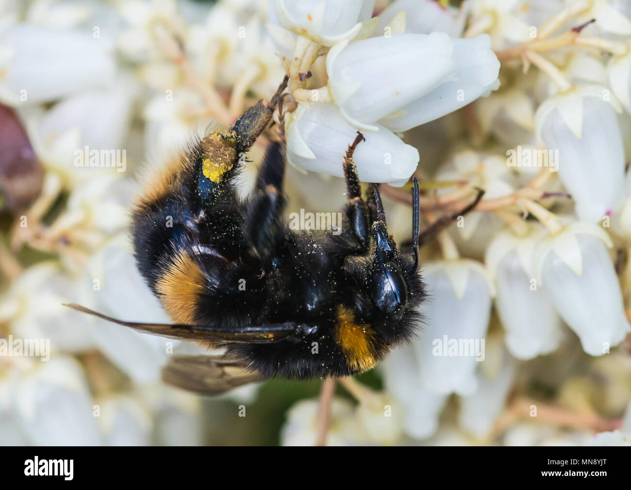 Eine Makroaufnahme einer Hummel Pollen sammeln von Wald Flamme bush blossom. Stockfoto