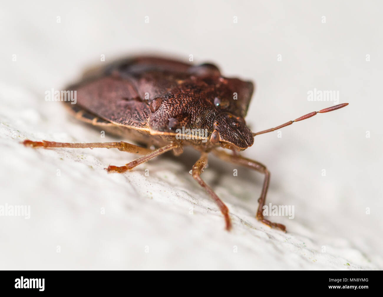 Eine Makroaufnahme eines Waldes Bug auf der Außenwand eines Hauses hängt. Stockfoto