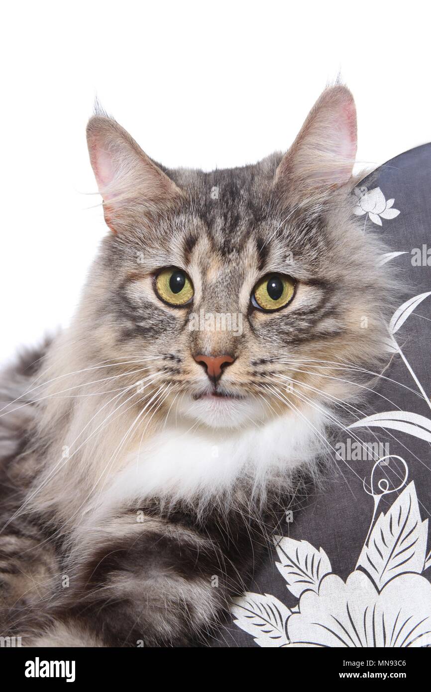 Norwegische Waldkatze-Katze-Portrait Stockfoto