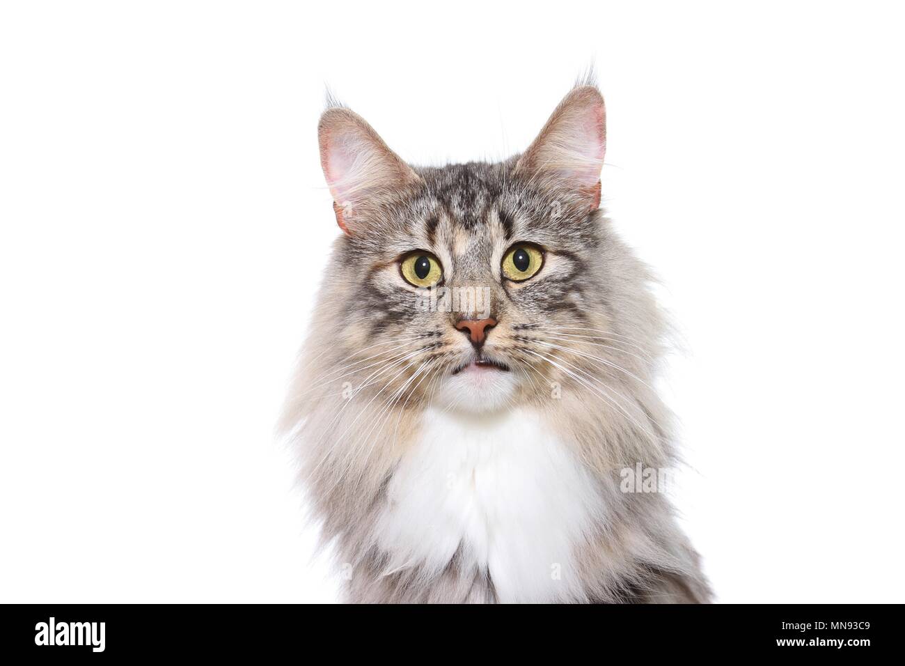 Norwegische Waldkatze-Katze-Portrait Stockfoto