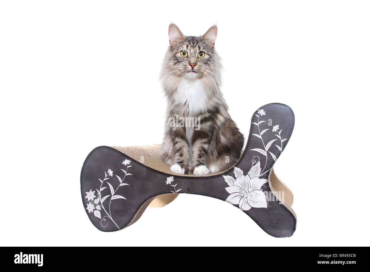 Norwegische Waldkatze sitzen Stockfoto