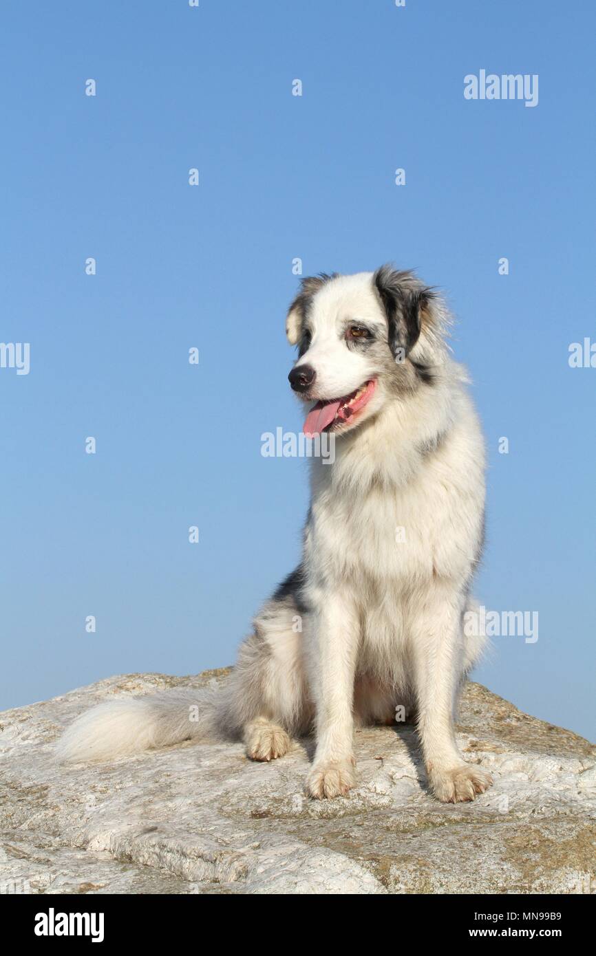 Australian Shepherd zu sitzen Stockfoto