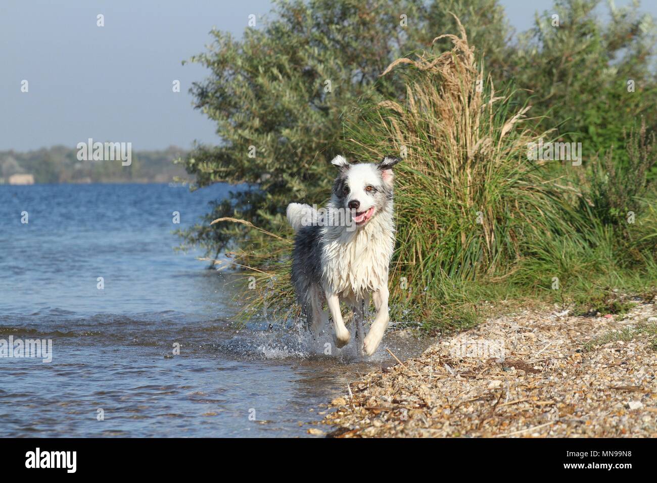 Australian Shepherd ausgeführt Stockfoto