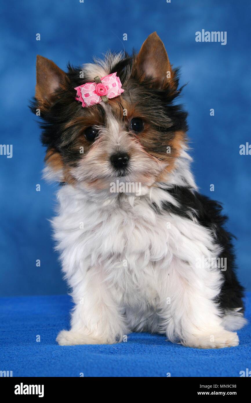 Biewer Terrier Welpen Stockfoto