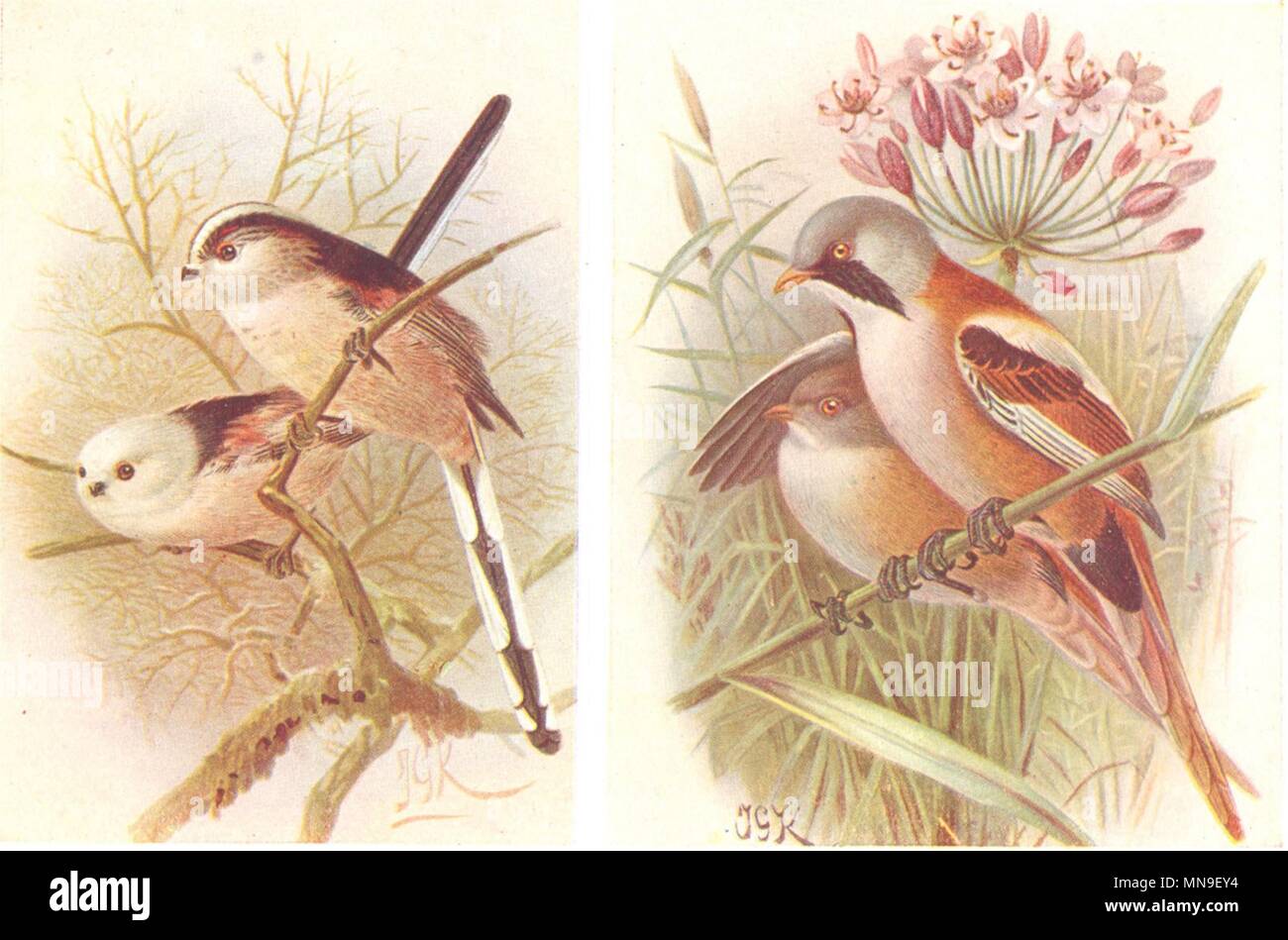 Britische Vögel. Long-tailed Meise, bärtigen Meise. THORBURN 1925 alten Drucken Stockfoto