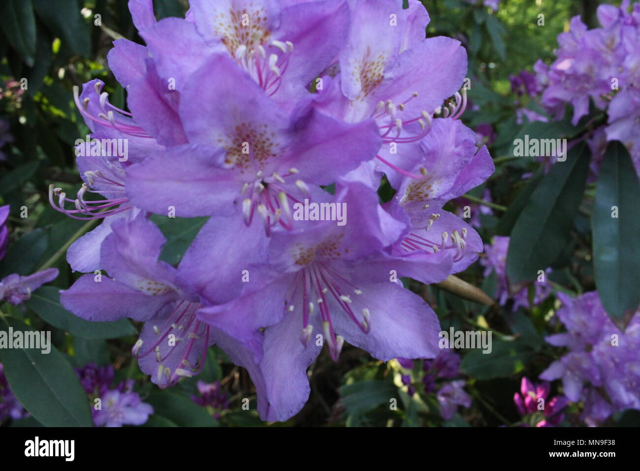 Lila Blume in der Nähe Uo Stockfoto