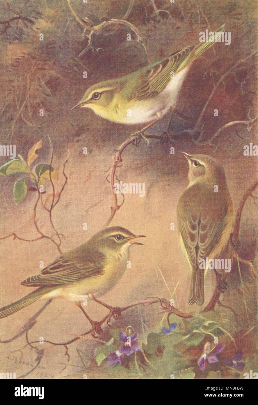 Britische Vögel. Wood-Wren; Willow-Wren; Chiffchaff. THORBURN 1925 alten Drucken Stockfoto