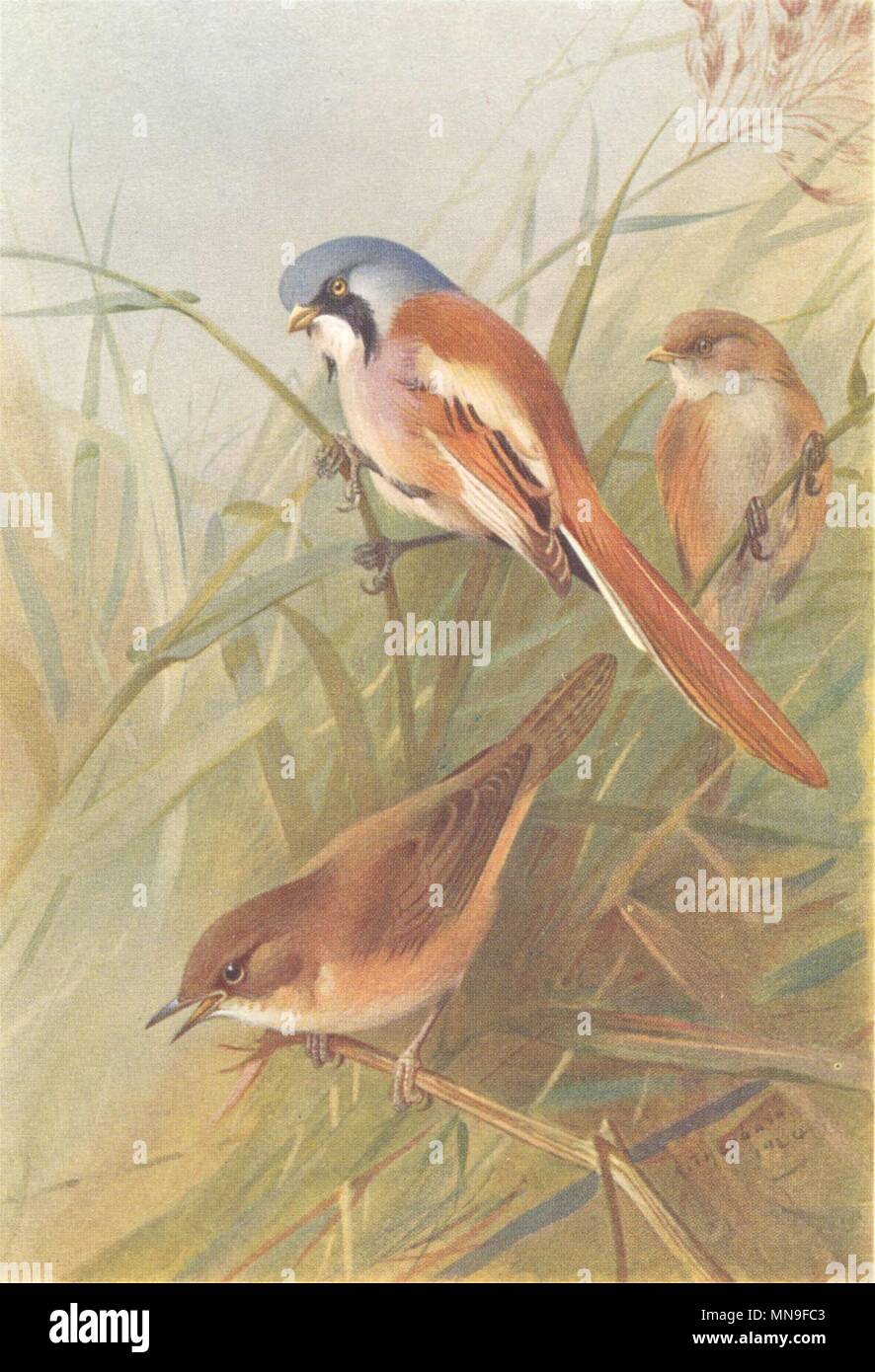 Britische Vögel. Bärtige Meise; der Savi Warbler. THORBURN 1925 alten Drucken Stockfoto