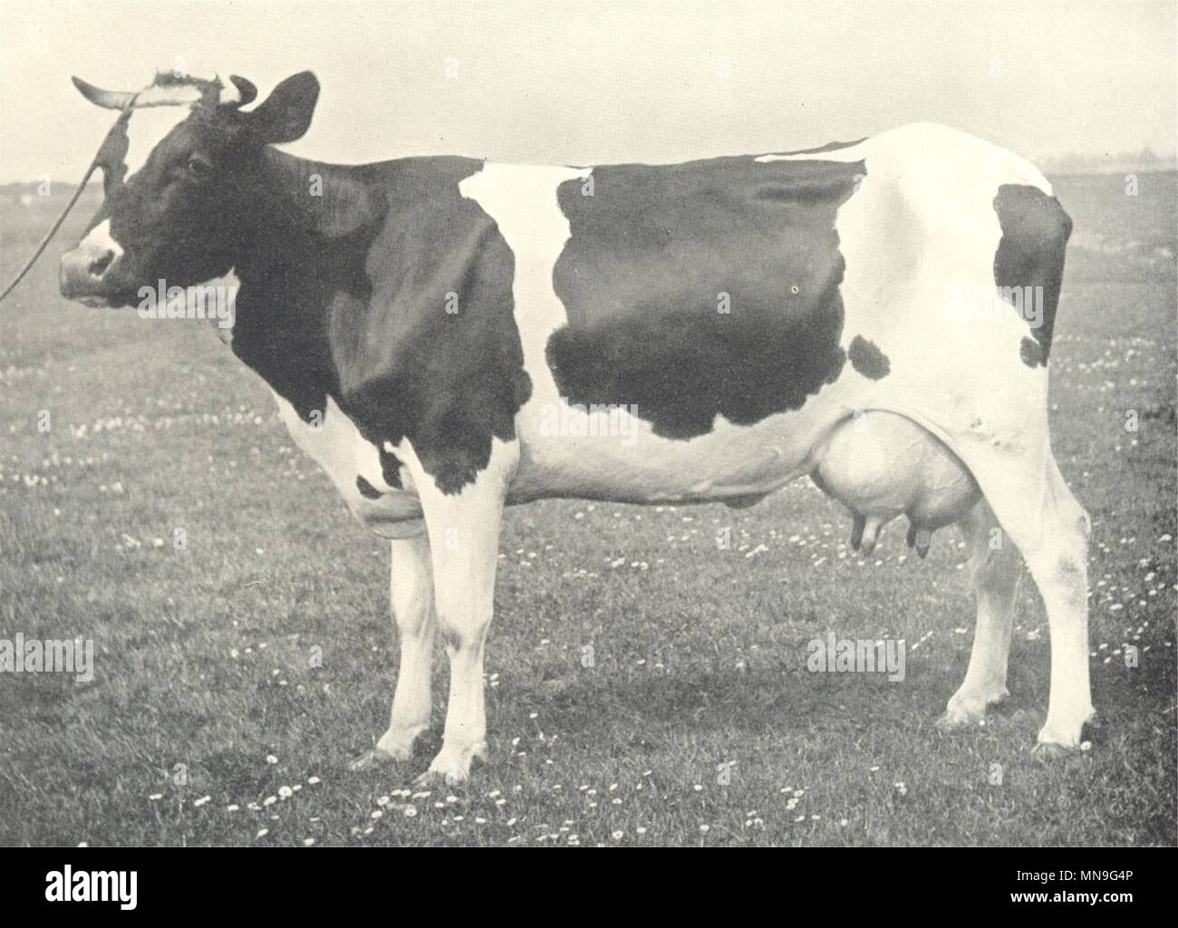 Vieh. Friesische Kuh 1912 alte antike vintage Bild drucken Stockfoto