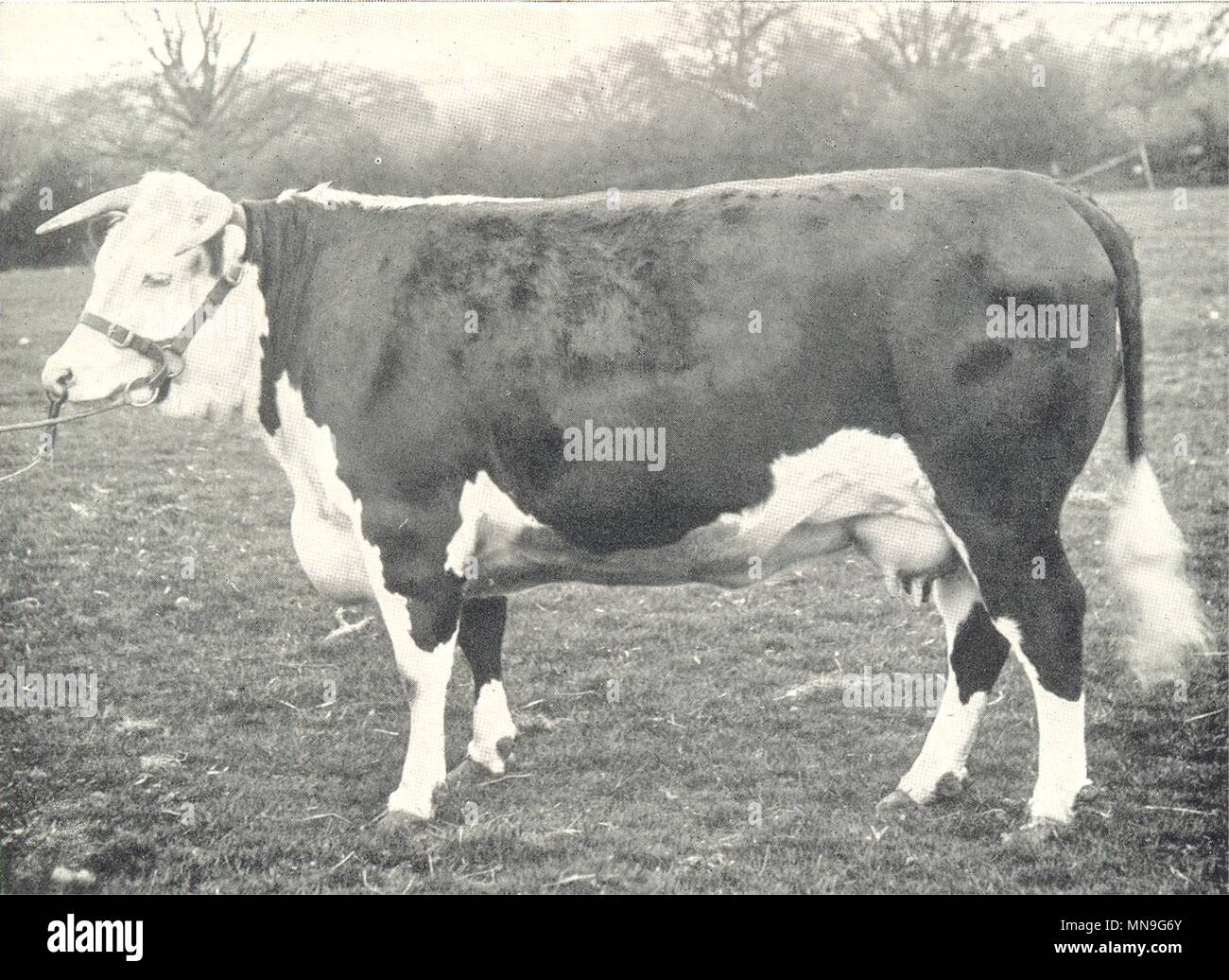 Vieh. Die Hereford Kuh hotover' Meister an der RASE Show 1904 1912 Drucken Stockfoto