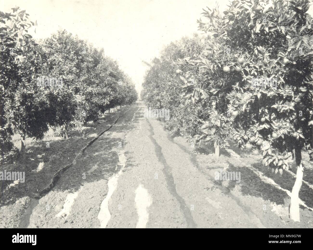 Südkalifornien Landwirtschaft. Furche-bewässerung in einem Orange Orchard Drucken 1912 Stockfoto